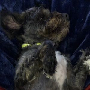 Meet your Posher, Bailey